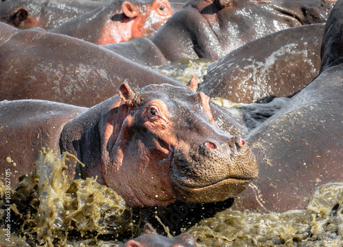 Wallpaper Mural Afrikanische Wildtiere Torontodigital.ca
