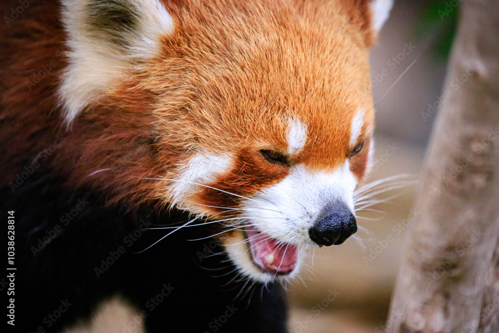 Fototapeta premium Close-Up of a Red Panda Showing Its Teeth