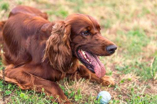 Joyful Irish Setter