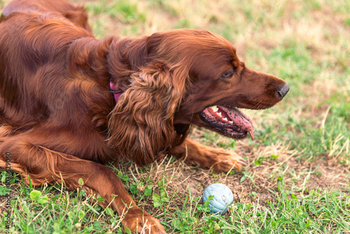 Joyful Irish Setter
