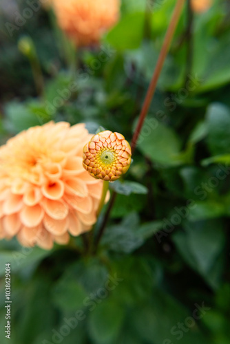 Dahlias Blooming