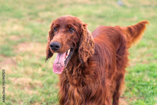 Joyful Irish Setter