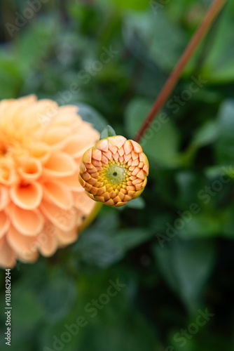 Dahlias Blooming