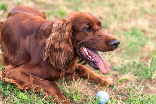 Joyful Irish Setter