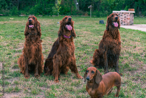 Joyful Irish Setter