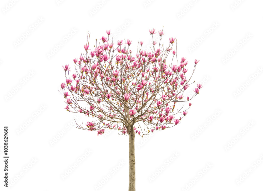 Obraz premium blooming magnolia tree with pink flower and spring branch isolated on white background