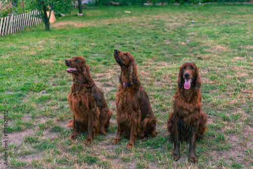 Joyful Irish Setter