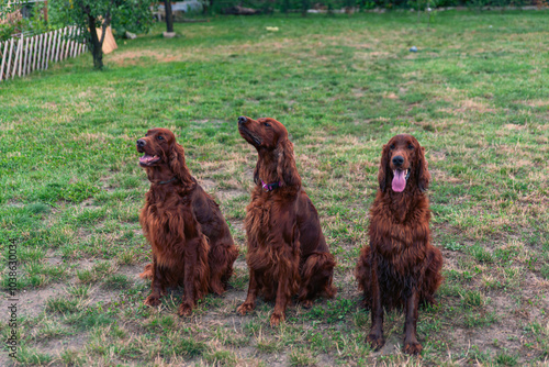 Joyful Irish Setter
