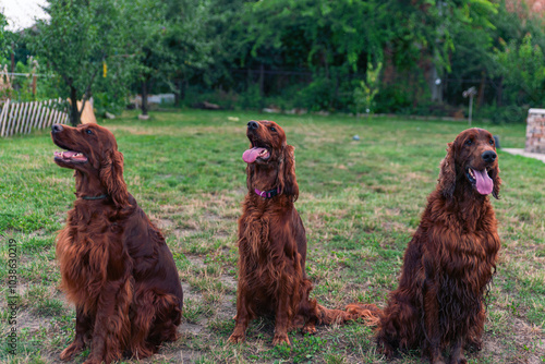 Joyful Irish Setter