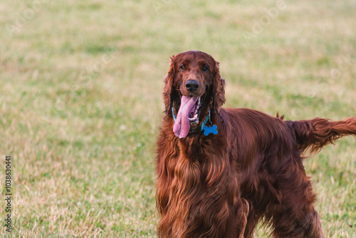 Joyful Irish Setter in the Park
