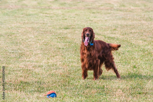 Joyful Irish Setter in the Park