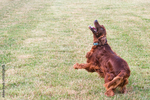 Joyful Irish Setter in the Park