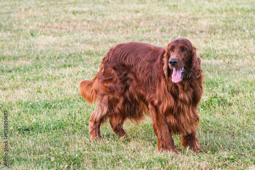 Joyful Irish Setter in the Park