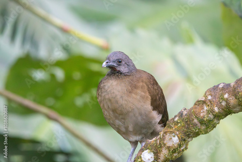 A Gray-headed Chachalaca in Monteverde, Costa Rica photo