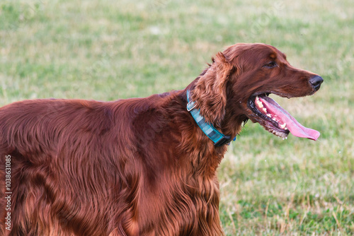 Joyful Irish Setter in the Park