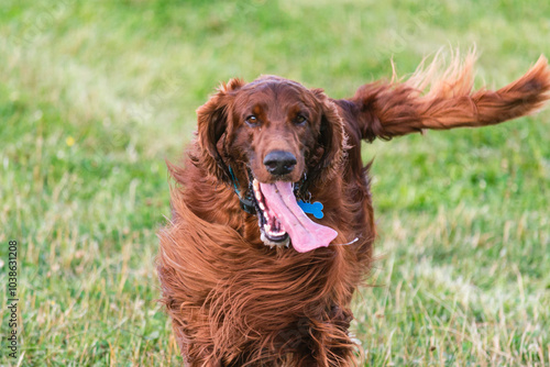 Joyful Irish Setter in the Park