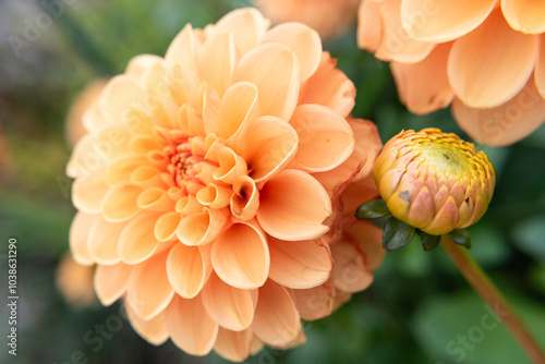 Dahlias Blooming