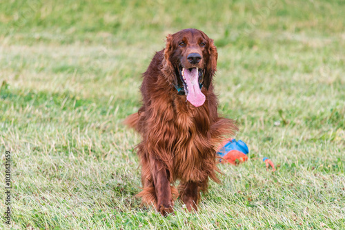 Joyful Irish Setter in a Green Field
