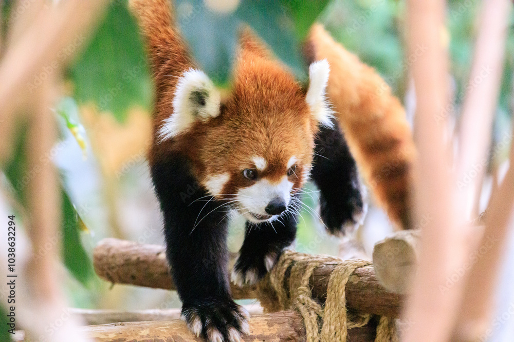 Obraz premium Red Panda Exploring Its Enclosure at the Zoo
