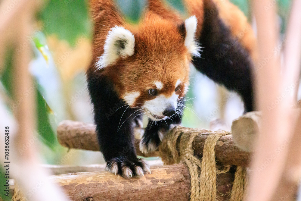 Fototapeta premium Red Panda Exploring Its Enclosure at the Zoo