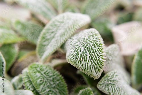 Lambs ear Close up