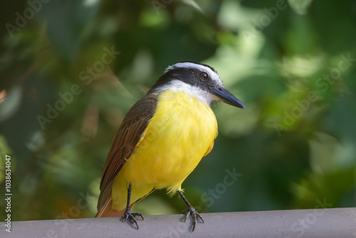 A Great Kiskadee in Monteverde, Costa Rica photo