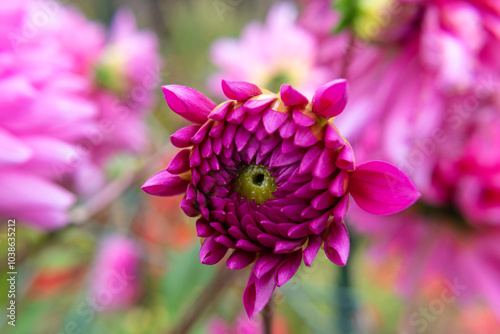 Blooming