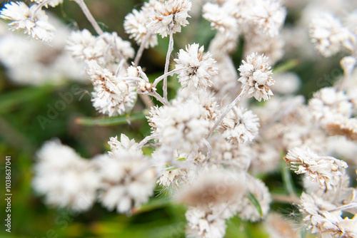 flowers in spring