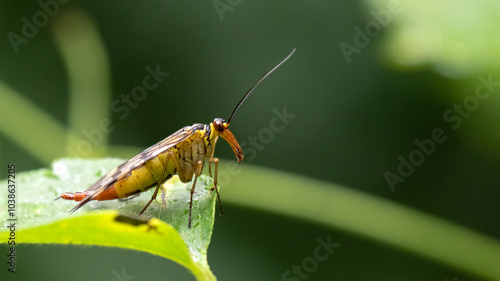 Meadow Scorpionfly - Panorpa cf. vulgaris photo