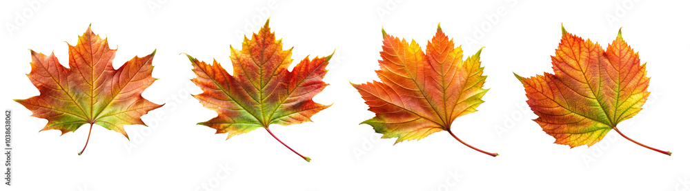 Fototapeta premium Four Autumn Maple Leaves Isolated On Transparent Background.