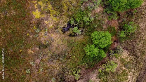 High arctic vegetation and lake drone video