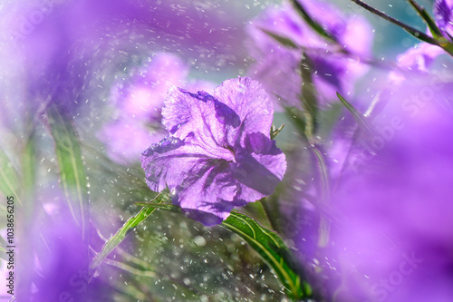 Delicate purple flowers glisten in the sunlight amidst a lush garden, catching droplets of water in an enchanting moment of summer bliss photo