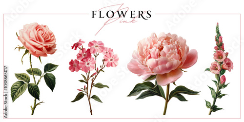 Pink garden flowers isolated on a white background. Vintage painting style illustration.