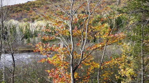 Vibrant Red Maple Tree in Autumn Forest with Falling Leaves
