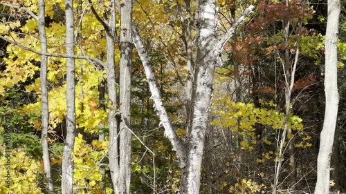 Autumn Forest with Colorful Maple Leaves and Birch Trees