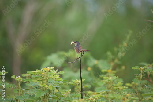 Ashy Prinia Eating a Moth