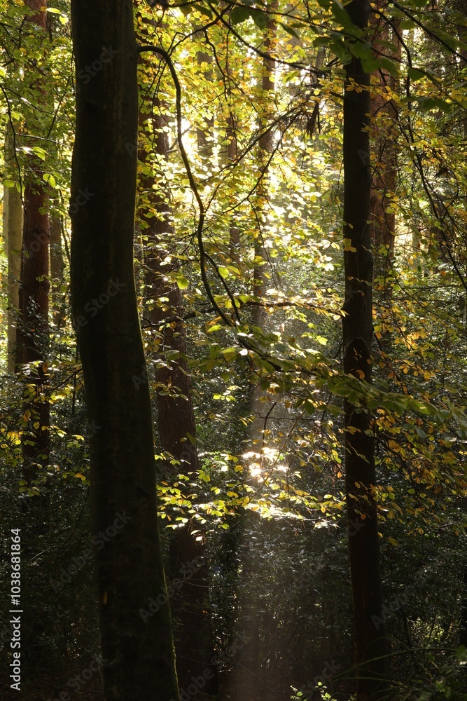 Sunlight against autumn forest leaves Sunlight against autumn forest leaves