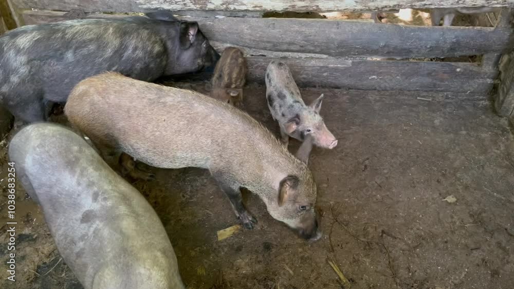 Rural pig and piglet, a group of pigs in a rustic farm, pigs of varying sizes and colors, are inside a wooden pen with a dirt floor, Livestock on the farm Rural pig and piglet, a group of pigs in a rustic farm, pigs of varying sizes and colors, are inside a wooden pen with a dirt floor, Livestock on the farm