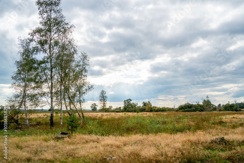 Heathland in nature reserve Dwingelderveld, Netherlands
 photo