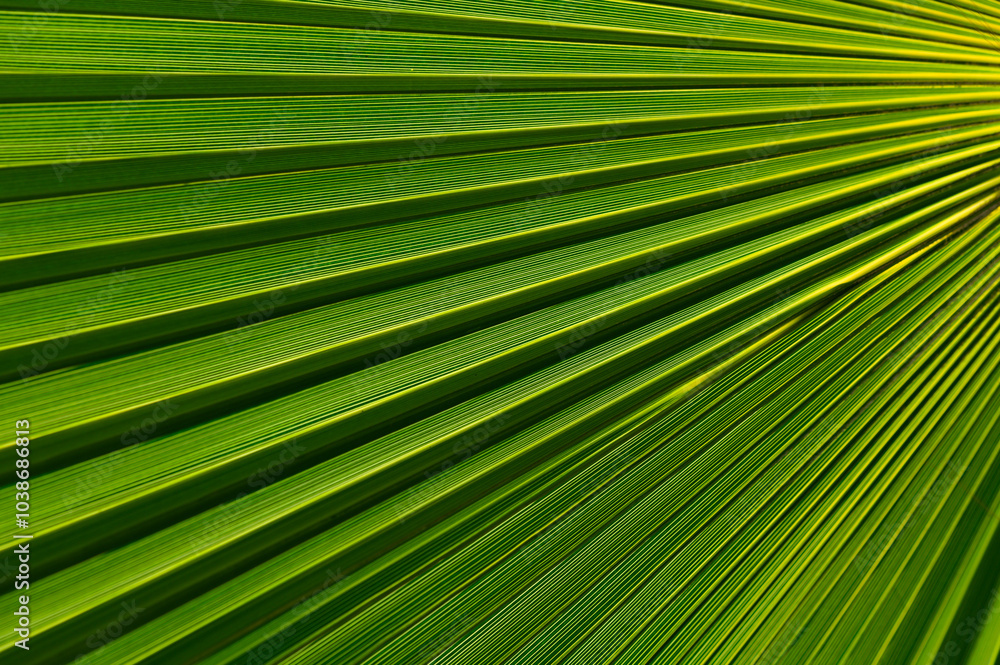 Vibrant tropical palm leaf showcasing intricate patterns and hues in afternoon sunlight revealing the beauty of nature\'s design Vibrant tropical palm leaf showcasing intricate patterns and hues in afternoon sunlight revealing the beauty of nature\'s design