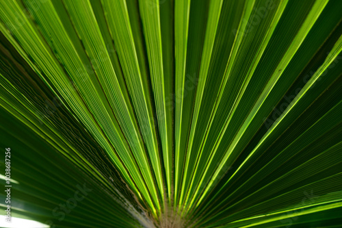 Vibrant green palm leaf radiating intricate patterns under sunlight in a tropical garden during midday