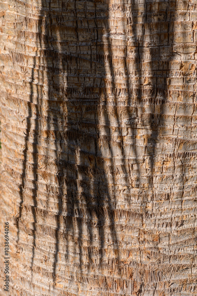 Fototapeta premium Shadows of nature dancing on a textured palm trunk during golden hour light in a tropical setting