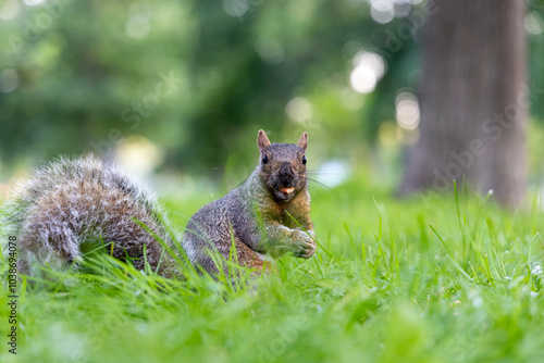 Close up view of a squirrel in a park