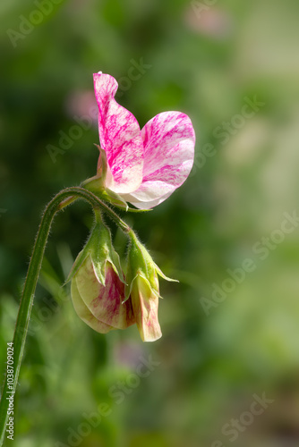 Closeup of flower of Sweet Pea Lathyrus odoratus 'Sweet Caroline' in a garden in early summer photo