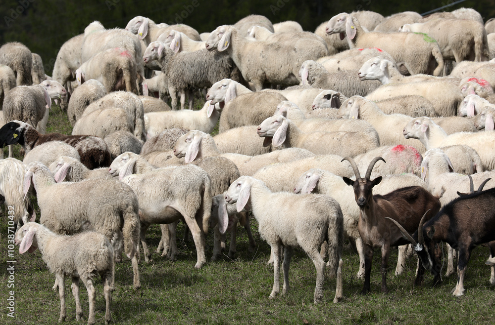 flock of white sheep lambs and goats grazing in the pasture flock of white sheep lambs and goats grazing in the pasture