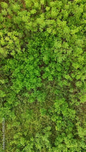 background of green moss