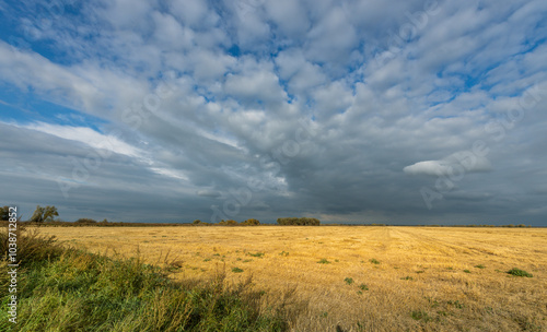 A field of yellow grass with a cloudy sky in the background