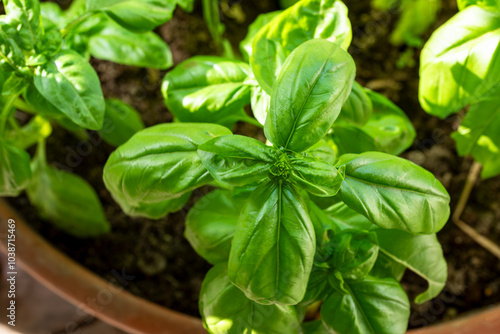 Basilico fresco nell'orto, pianta aromatica della tradizione mediterranea  photo