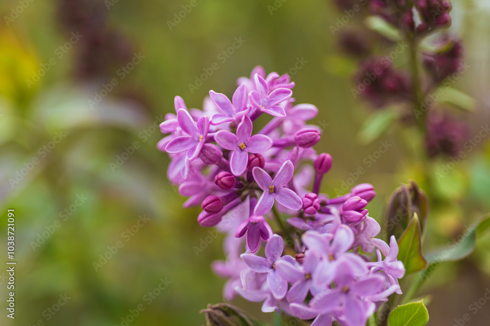 photographs of flowers with nature and color, beauty and delicacy of each petal in its maximum splendor. photographs of flowers with nature and color, beauty and delicacy of each petal in its maximum splendor.