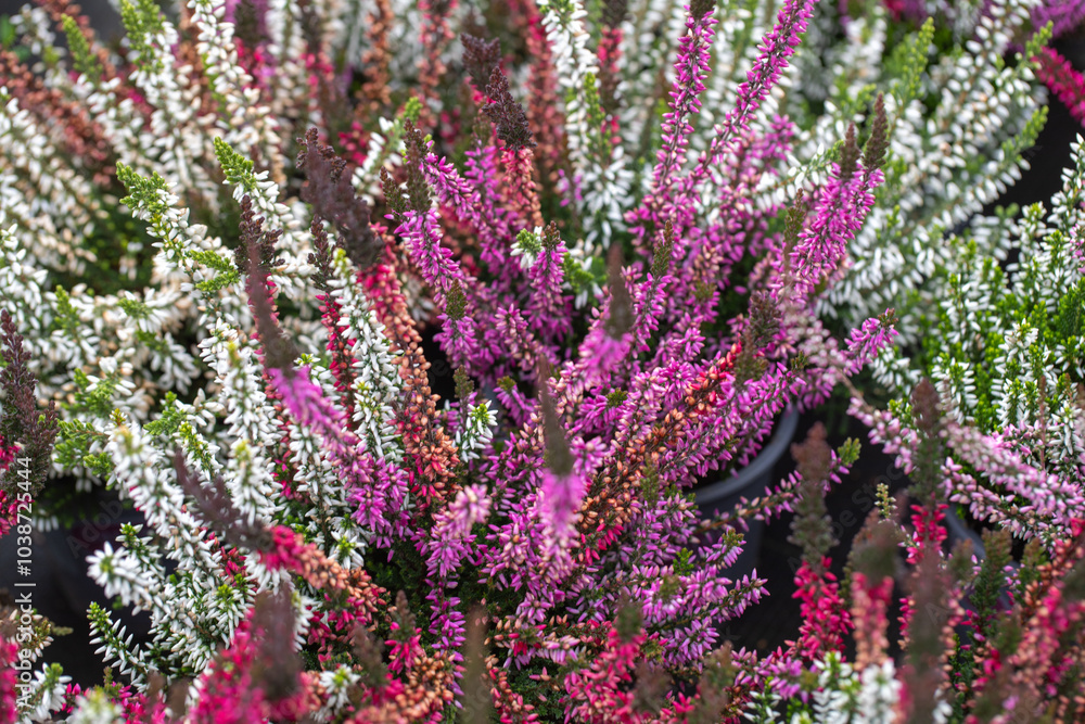 Obraz premium Beautiful lilac and red, orange and white heather blossoms closeup. Autumn flowers heather background. A full frame photograph of heather. Texture.